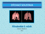 dychacisoustava.png